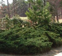 Parson's Juniper  Picture