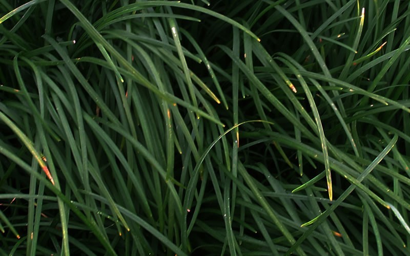Tall Mondo Grass Picture