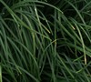 Tall Mondo Grass Picture
