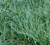 Tall Mondo Grass