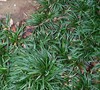 Dwarf Mondo Grass