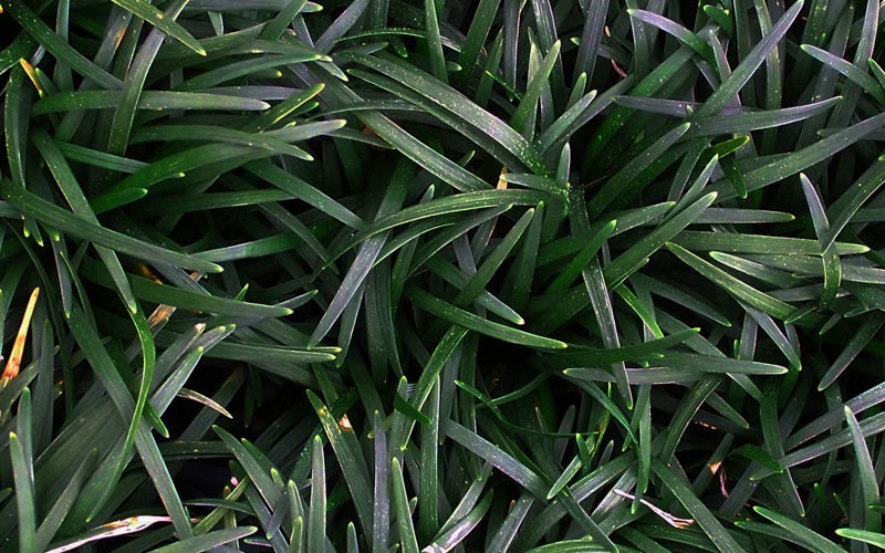 Dwarf Mondo Grass Picture