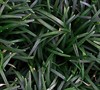 Dwarf Mondo Grass Picture