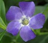 Bowles Vinca Minor