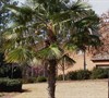 Windmill Palm Tree 
