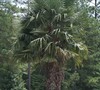 Windmill Palm Tree 