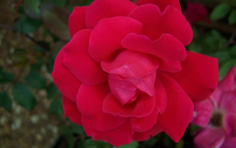 Double Red Knock Out Rose Picture