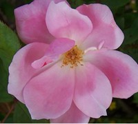 Knock Out Pink Rose Picture