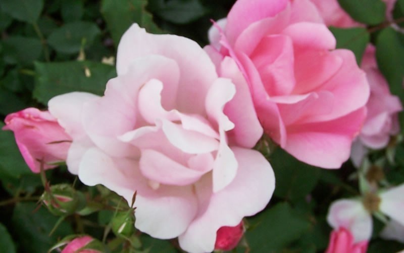 Blushing Knock Out Rose Picture
