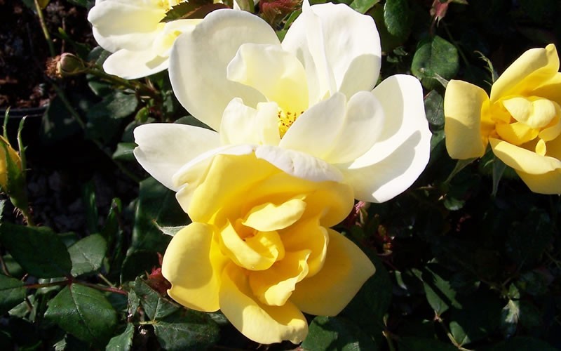 Sunny Knock Out Rose Picture