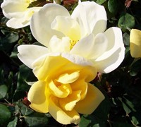 Sunny Knock Out Rose Picture