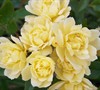 Lady Banks Yellow Rose