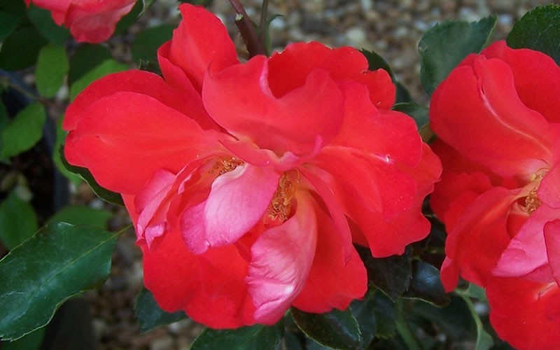 Caramba Rose Picture
