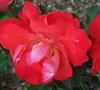 Caramba Rose