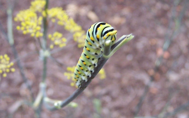 Bronze Fennel Picture