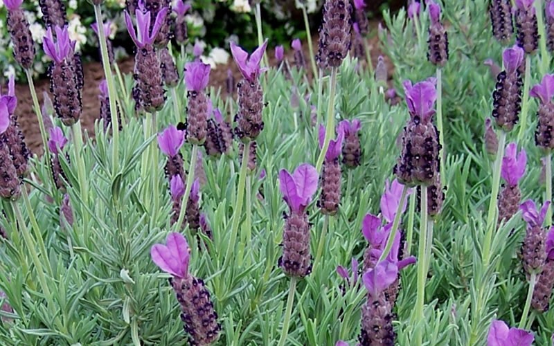 Spanish Lavender Picture