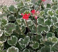 Wilhelm Langguth Geranium Picture
