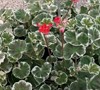 Wilhelm Langguth Geranium