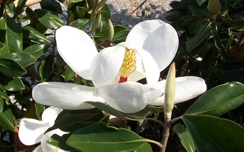 Little Gem Magnolia Picture