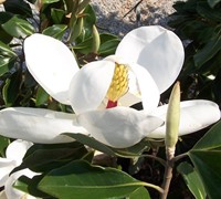 Little Gem Magnolia Picture