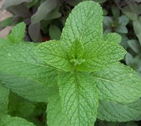 Spearmint Plant Picture