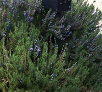 Arp Rosemary Picture