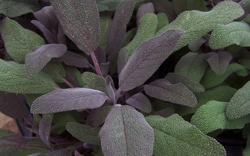Purple Sage Picture