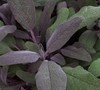Purple Sage Picture