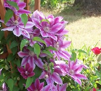 Nelly Moser Clematis Picture