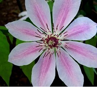 Nelly Moser Clematis Picture