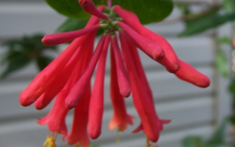 Red Trumpet Honeysuckle Picture