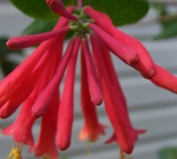 Red Trumpet Honeysuckle Picture