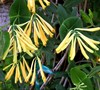 Yellow Honeysuckle