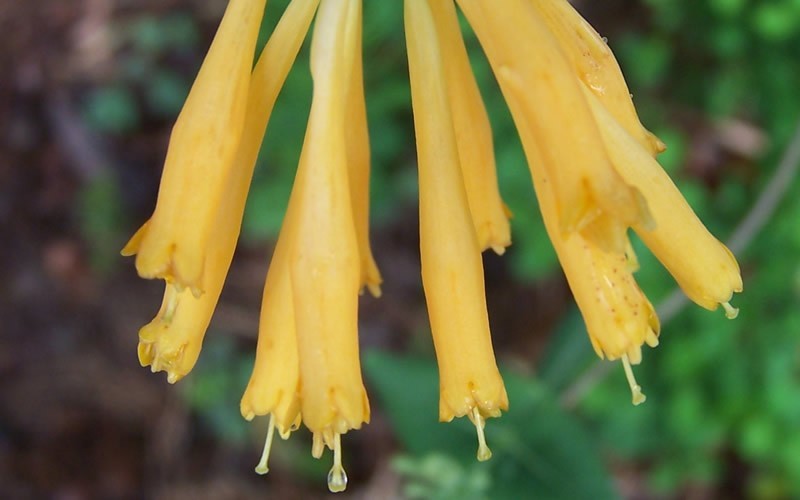 Yellow Honeysuckle Picture