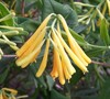 Yellow Honeysuckle