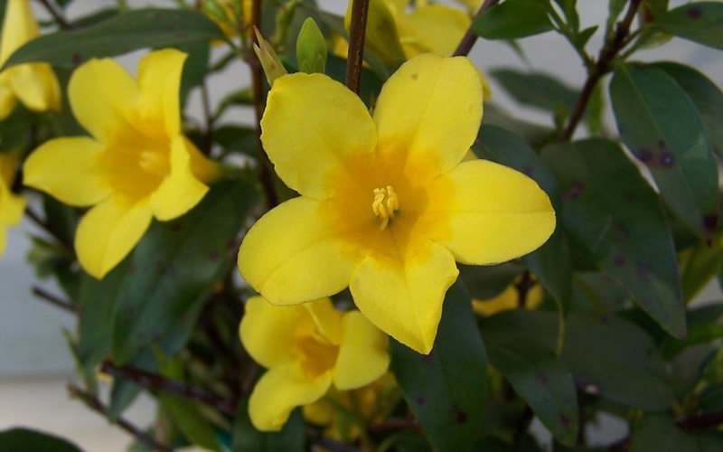 Carolina Yellow Jasmine Picture