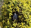 Carolina Jasmine