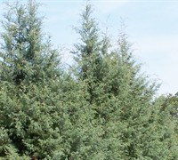 Carolina Sapphire Cypress Picture