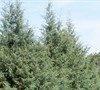 Carolina Sapphire Cypress