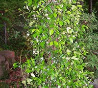 Confederate Jasmine Picture