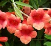 Madame Galen Trumpet Vine Picture