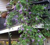 Amethyst Falls Wisteria