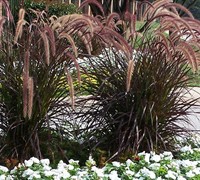 Purple Fountain Grass Picture