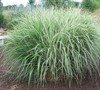 Silver Arrow Grass