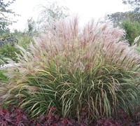Silver Arrow Grass Picture