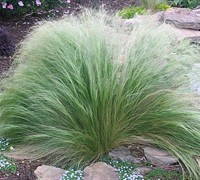Pony Tails Grass Picture