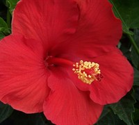 Red Tropical Hibiscus Picture