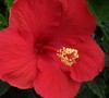 Red Tropical Hibiscus