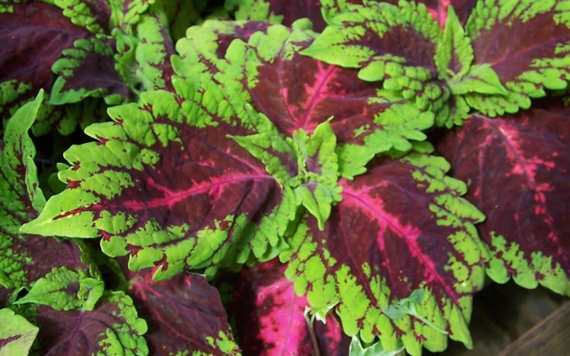 Red Kong Coleus Picture