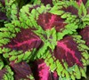 Red Kong Coleus